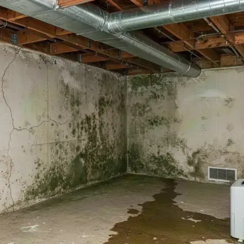 Professional Mold Removal in Wilder, KY